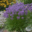 Allium, Millenium Ornamental Onion