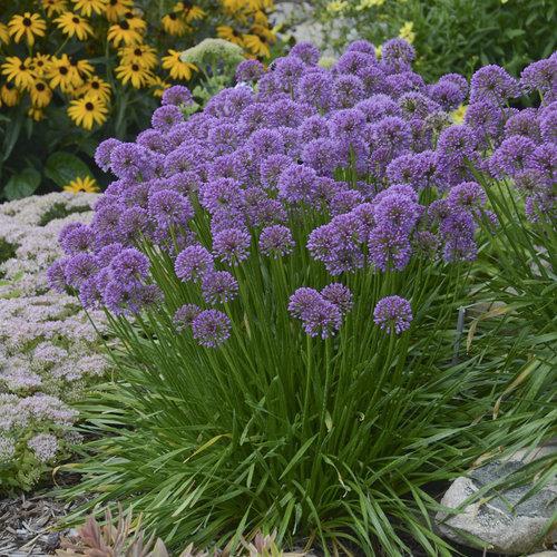 Allium, Millenium Ornamental Onion