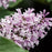 Syringa x 'Jeflady'  - First Editions® Little Lady™ Lilac