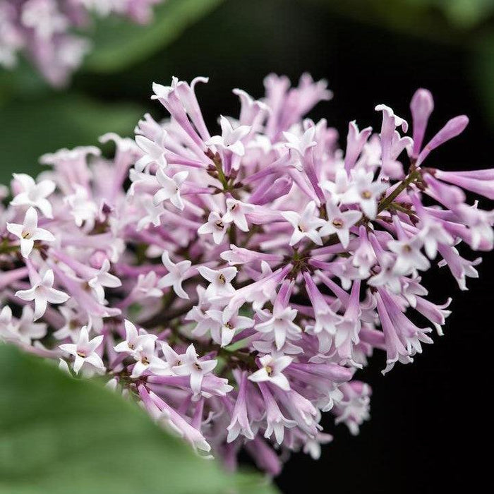 Syringa x 'Jeflady'  - First Editions® Little Lady™ Lilac