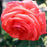Rose, Tropicana Hybrid Tea Rose