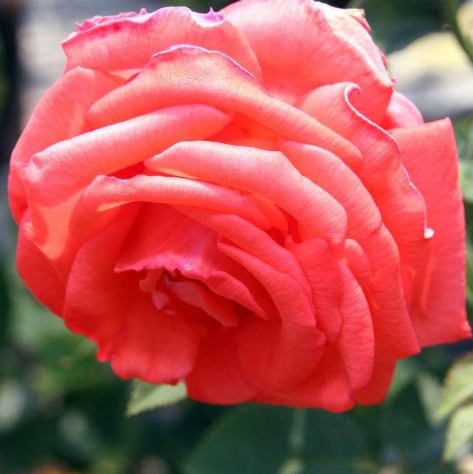 Rose, Tropicana Hybrid Tea Rose