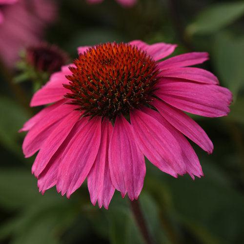 Coneflower, Sombrero® Rosada Coneflower