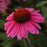 Coneflower, Sombrero® Rosada Coneflower