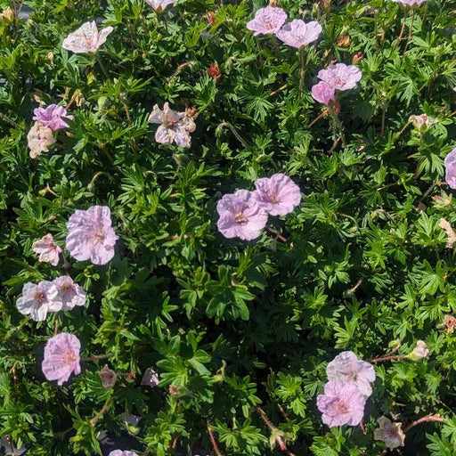 Cranesbill, Striatum Cranesbill