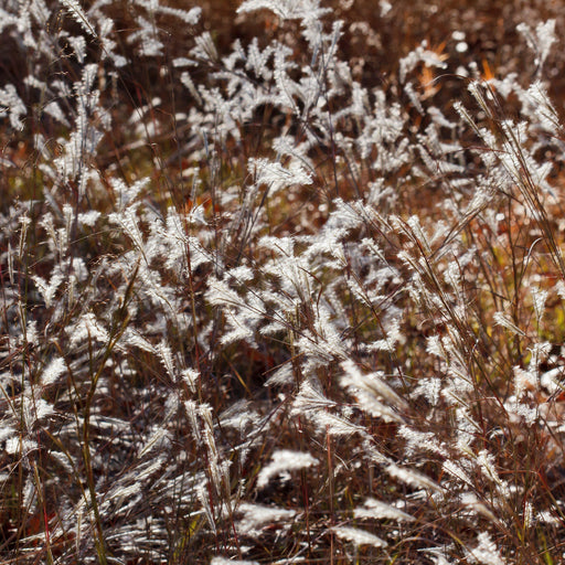 Grass, Black Mountain Bluestem