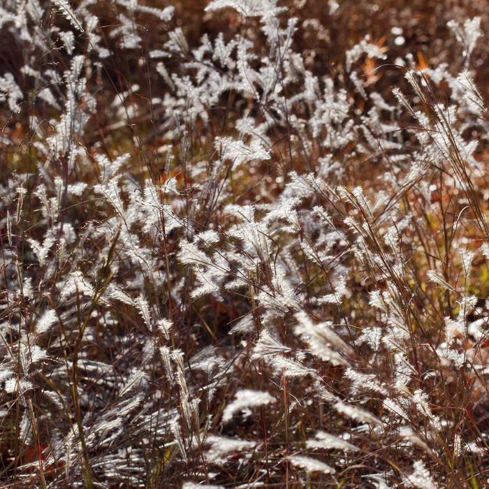 Grass, Black Mountain Bluestem