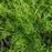Roman Chamomile