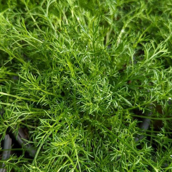 Roman Chamomile