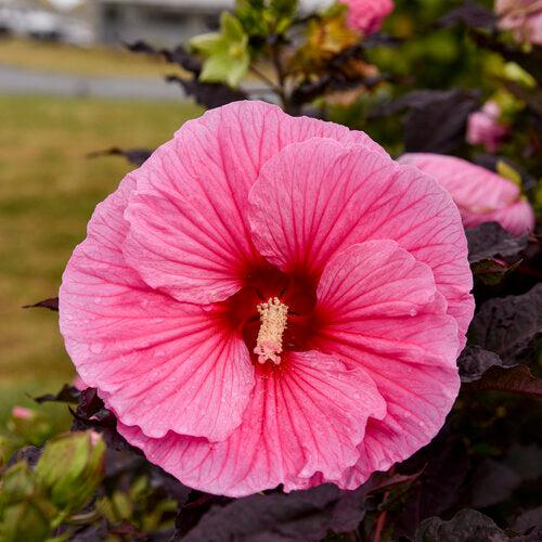 Hibiscus, Summerific® Edge of Night Hibiscus