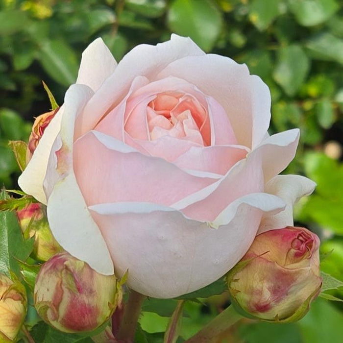 Rosa 'Aussaucer'  - Evelyn® Rose