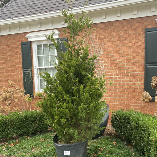 Juniper, Brodie Eastern Red Cedar Juniper