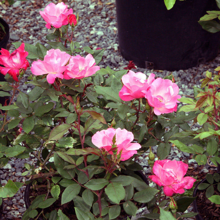 Rose, Pink Knock Out® Rose