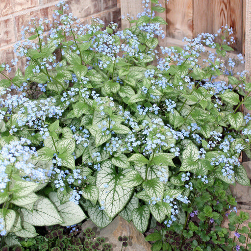 Bugloss, Jack Frost Siberian Bugloss