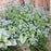 Bugloss, Jack Frost Siberian Bugloss
