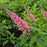 Butterfly Bush, First Editions® Trippy Pink® Butterfly Bush