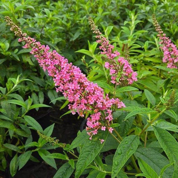 Butterfly Bush, First Editions® Trippy Pink® Butterfly Bush