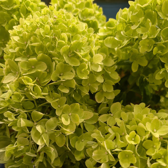 Hydrangea, Bloomin' Easy® Bubble Bath™ Hydrangea