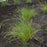 Sedge, Appalachian Sedge