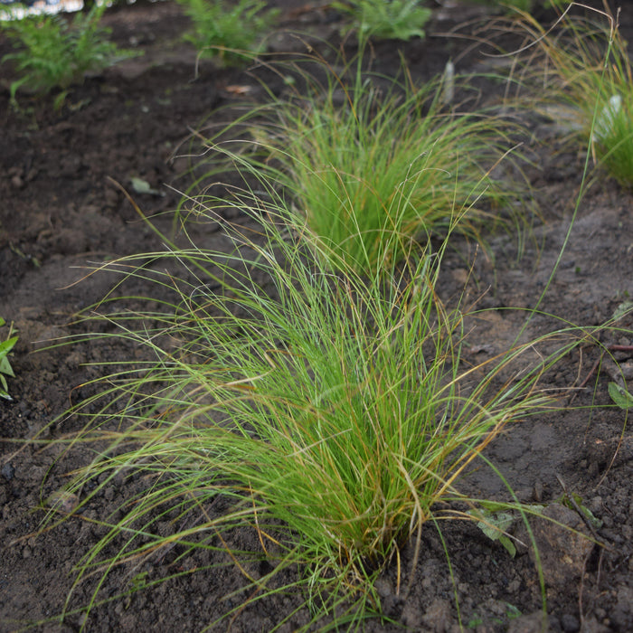 Sedge, Appalachian Sedge