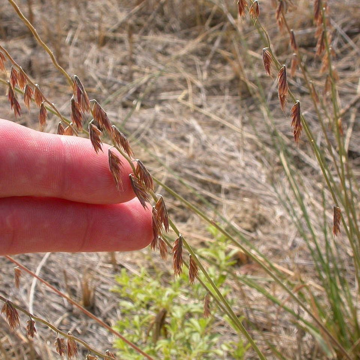 Grass, Side Oats Gramma