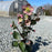 Hellebore, FrostKiss™ Pippa's Purple Lenten Rose