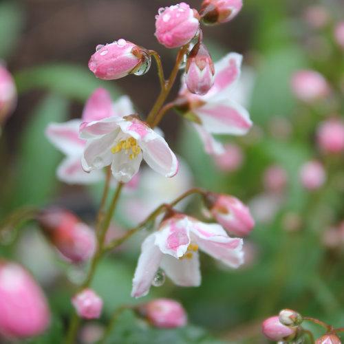 Deutzia, Yuki Cherry Blossom® Deutzia