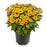 Sneezeweed, HayDay™ Gold Bicolor Sneezeweed