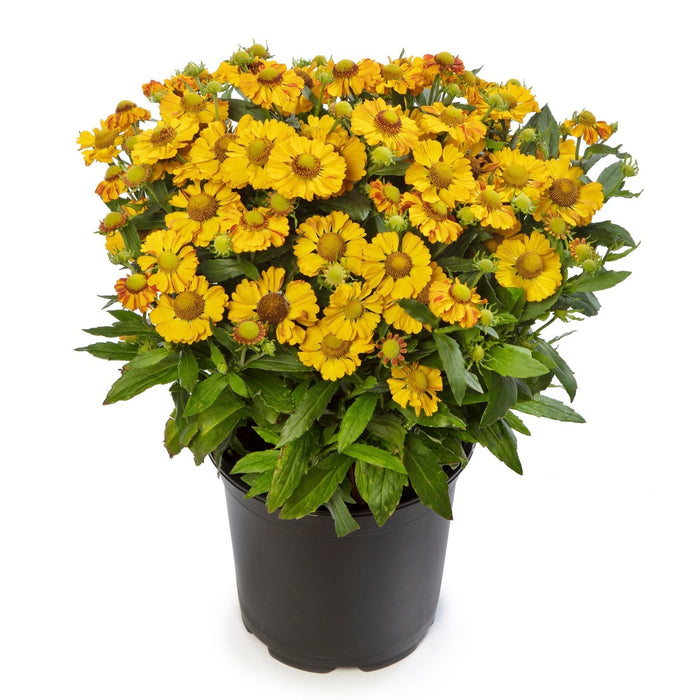 Sneezeweed, HayDay™ Gold Bicolor Sneezeweed