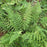 Fern, Dixie Wood Fern