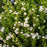 Cinquefoil, First Editions® Creme Brulee™ Potentilla