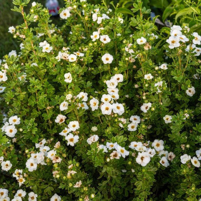 Cinquefoil, First Editions® Creme Brulee™ Potentilla