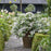 Hydrangea, Fairytrail Bride® Cascade Hydrangea
