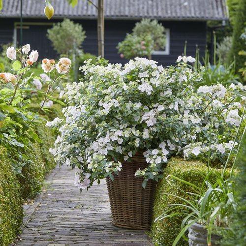 Hydrangea, Fairytrail Bride® Cascade Hydrangea