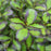 WEIGELA `VINHO VERDE`