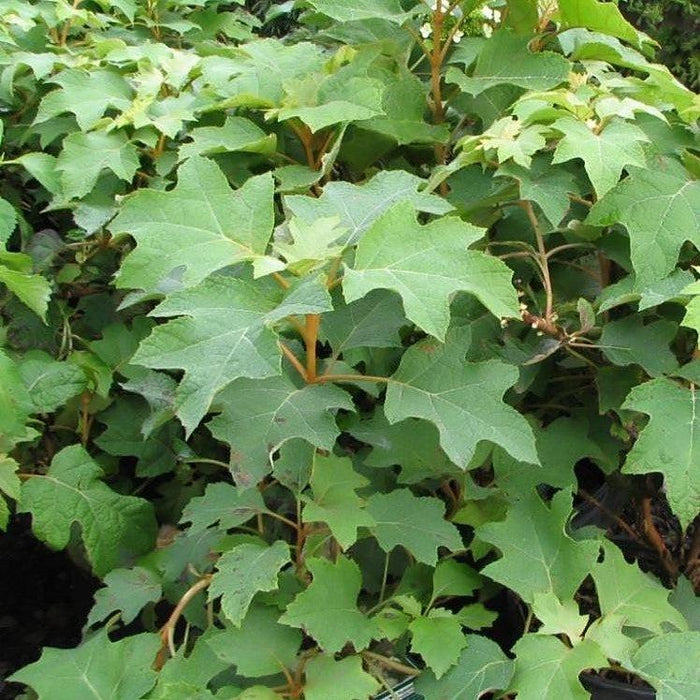 Hydrangea, Pee Wee Oakleaf Hydrangea