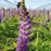 Lupine, Gallery Blue Lupine