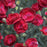 Dianthus, Pretty Poppers™ Electric Red Dianthus