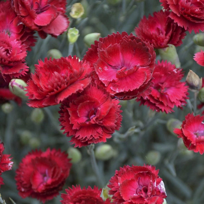 Dianthus, Pretty Poppers™ Electric Red Dianthus