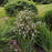 Snakeroot, Chocolate Snakeroot