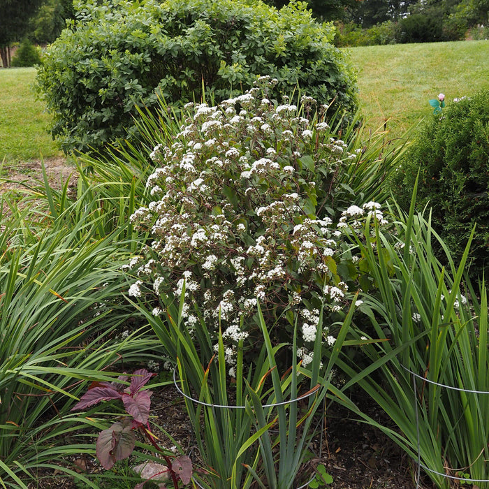 Snakeroot, Chocolate Snakeroot