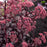 Sedum, Puff Pastry™ Raspberry Stonecrop