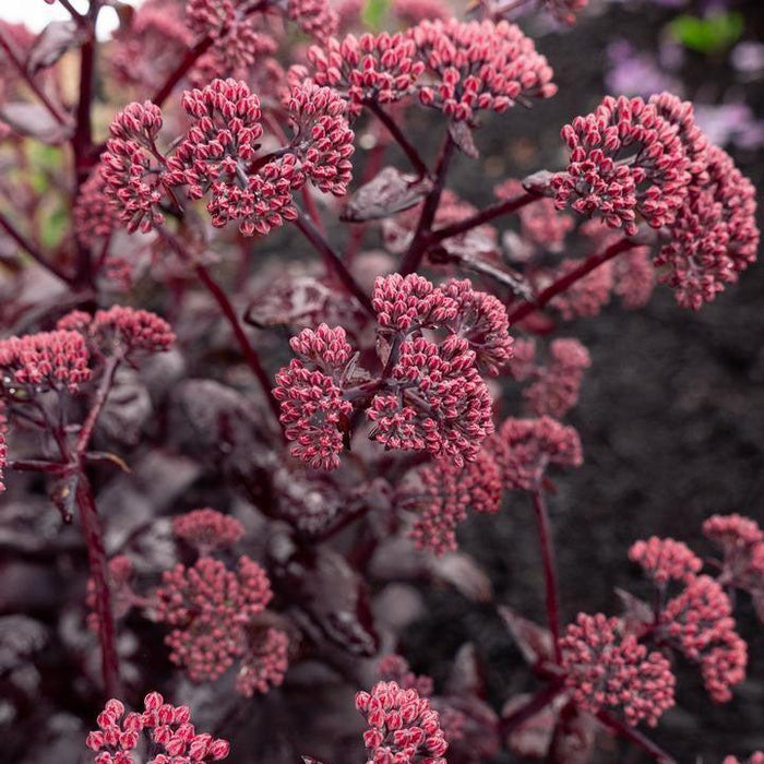 Sedum, Puff Pastry™ Raspberry Stonecrop
