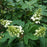 Hydrangea quercifolia 'Snow Queen'  - Snow Queen Hydrangea