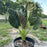 Alocasia, Regal Shield Alocasia