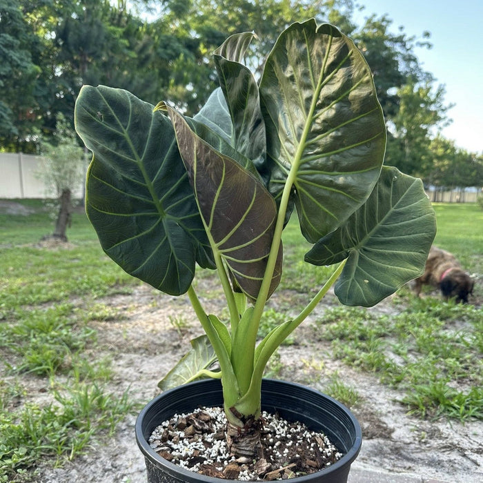 Alocasia, Regal Shield Alocasia