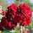 Rose, Navy Lady Rose