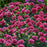 Dianthus, Fruit Punch® Cherry Vanilla Dianthus