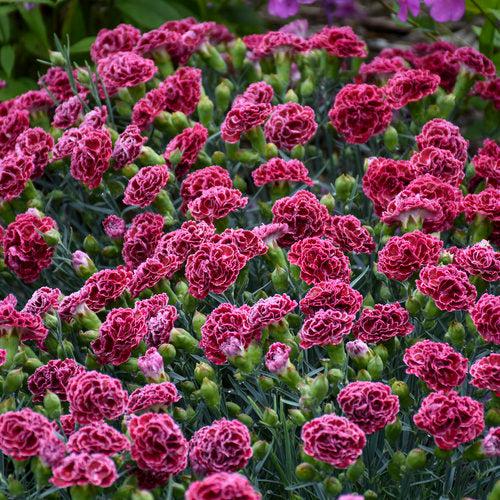 Dianthus, Fruit Punch® Cherry Vanilla Dianthus