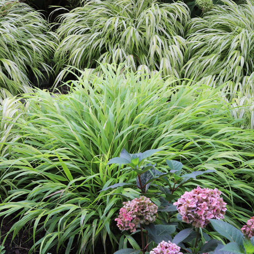 Grass, Japanese Forest Grass, Hakone Grass